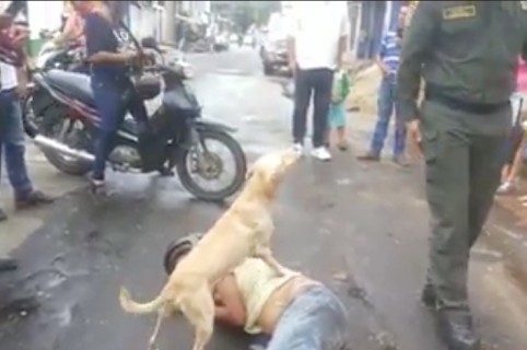 Perro protegiendo a su dueño