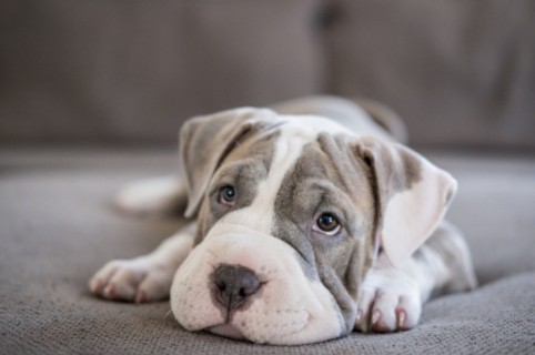 Perro.