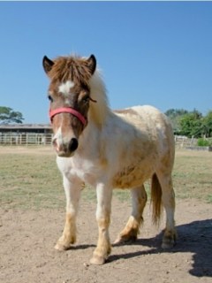 Poni.