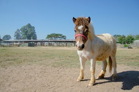 Poni.