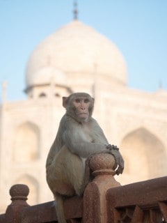 Mono en el Taj Mahal