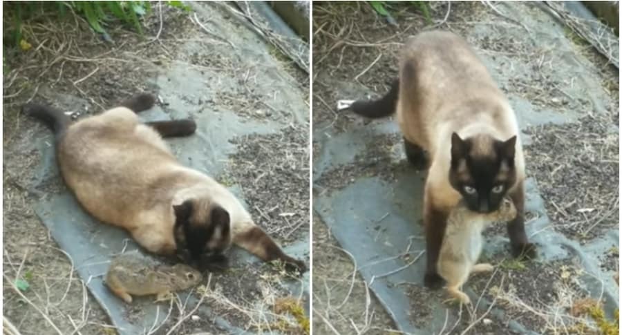 Gato atrapa un conejo.