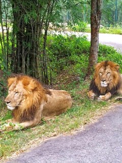 Leones