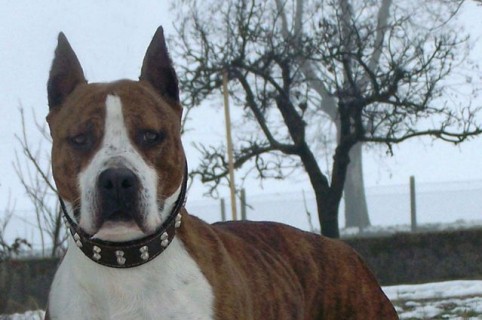 American Staffordshire Terrier