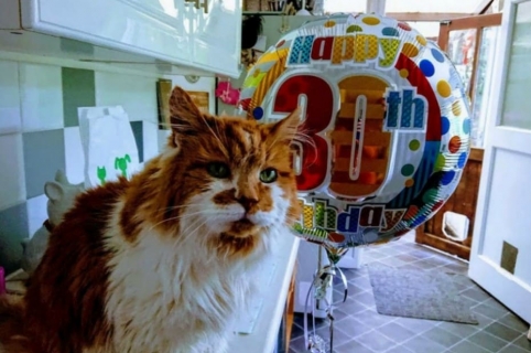 Gato considerado el más viejo del mundo.