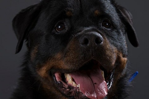 Perro Rottweiler