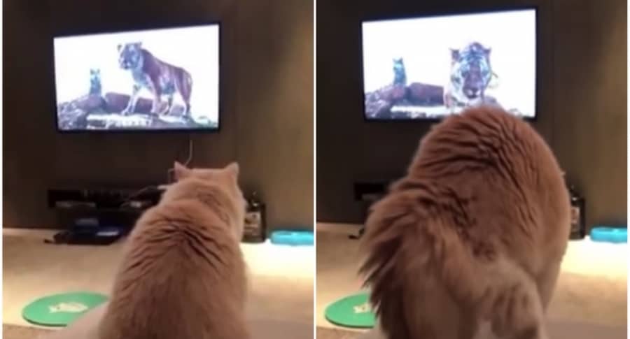 Gato tv hormigas en video de pantalla para gatos 4k video 