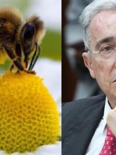 Uribe Abejas