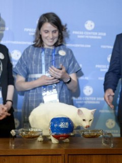 Gato Aquiles Mundial