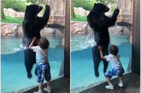 Oso salta con un niño.
