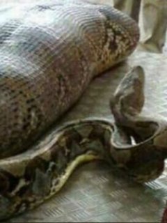 Pitón