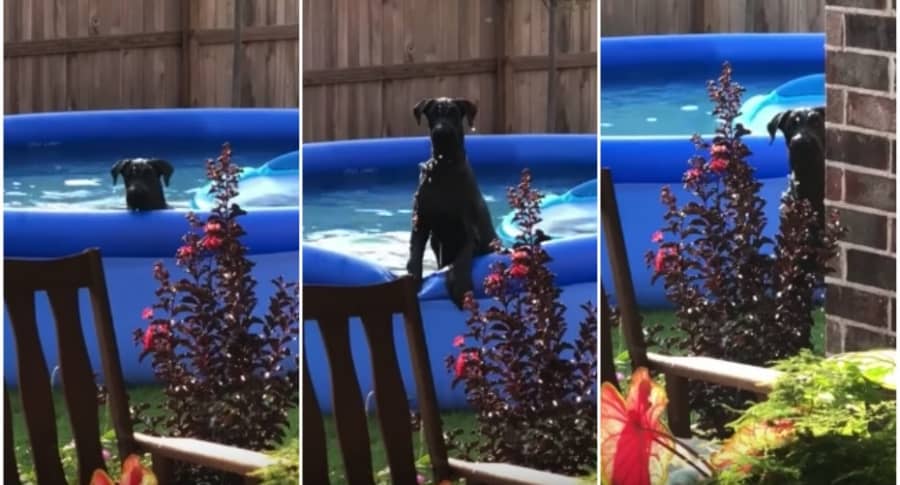 Perro detiene su juego en la piscina.