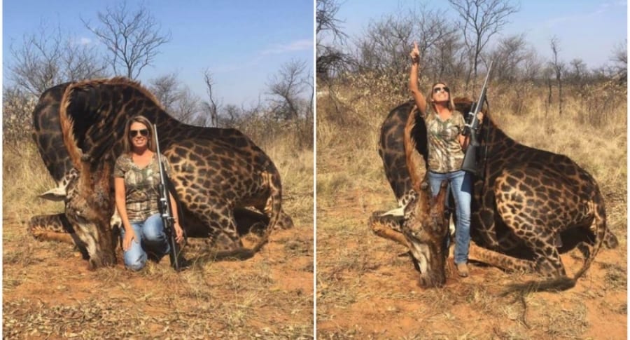 Cazadora mata a jirafa negra.