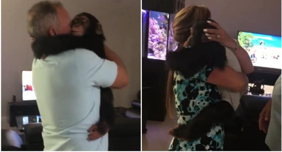Chimpancé abraza a pareja.