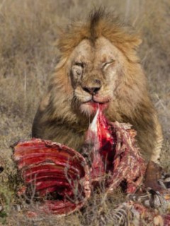 Leones devorando un animal
