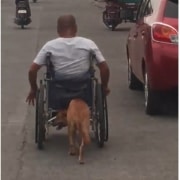 Perro empuja a su amo en silla de ruedas.