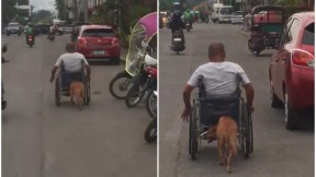 Perro empuja a su amo en silla de ruedas.