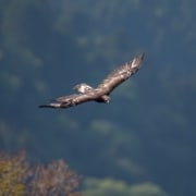 Águila.