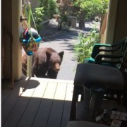 Oso intenta entrar a una casa.