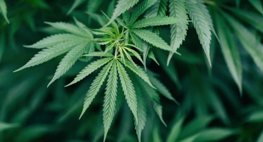 Marihuana