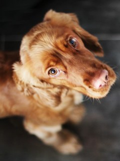 Perro con cara de culpable.