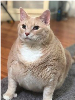 Gato obeso.