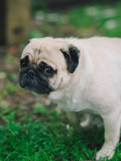 Perro pug defecando