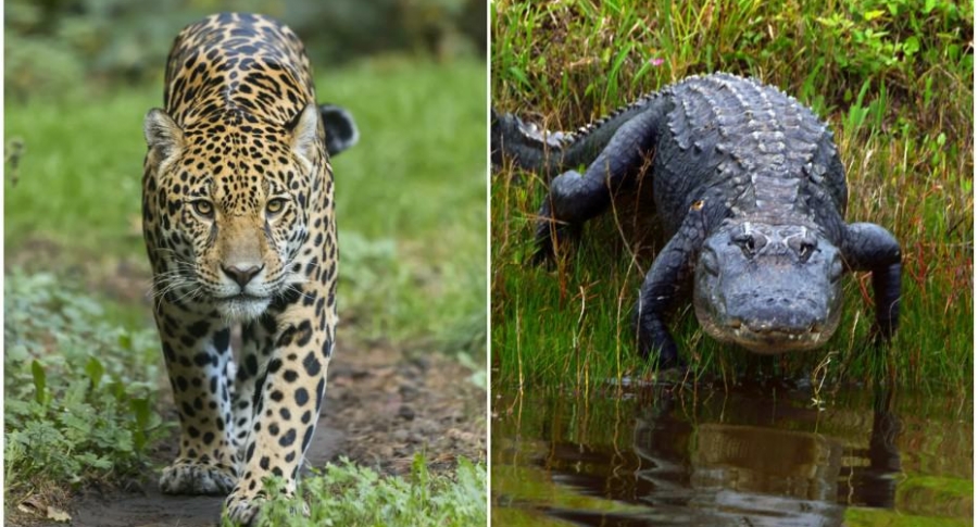 Jaguar / caimán.