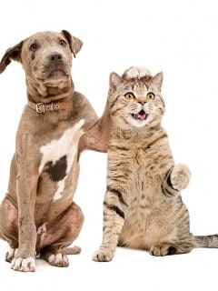 Perro y Gato