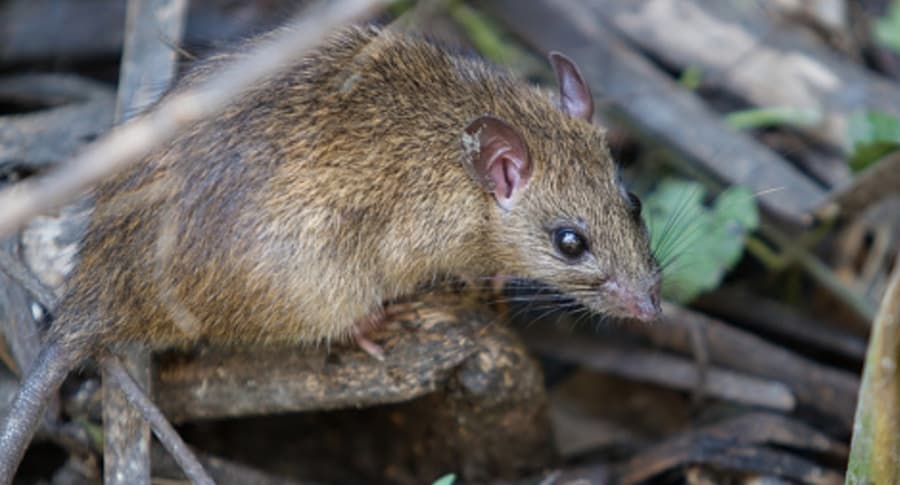 Rata