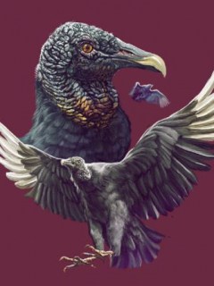 Fauna exótica