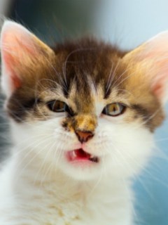 Gato.