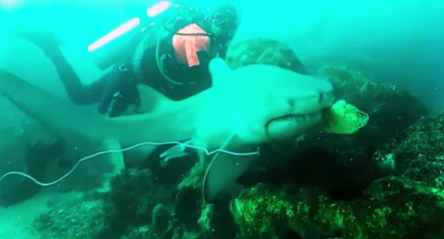 Buceador salva a tiburón.