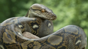 Pitón.