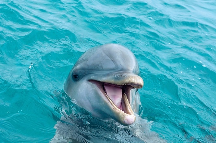 Delfin en el agua