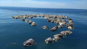 Tortugas muertas en México