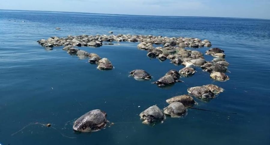 Tortugas muertas en México