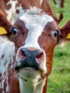 Vaca