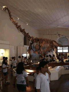 dinosaurio en brasil