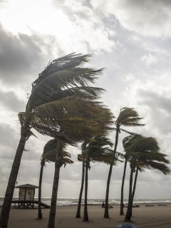 Palmeras en una tormenta tropical