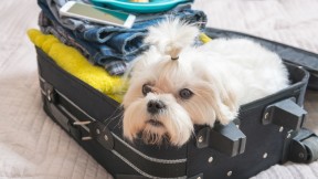Maleta de Viaje con un perro