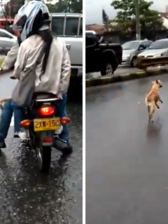 Perro abandonado en Medellín