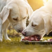 Dos perros comiendo carne