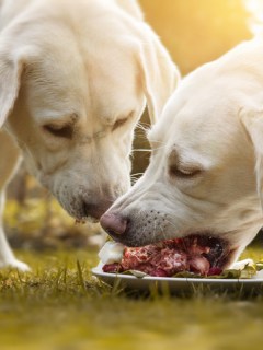 Dos perros comiendo carne