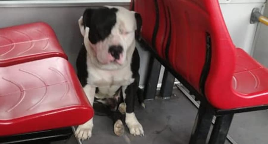 Perro abandonado en bus de Transmilenio