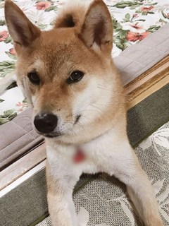 beni