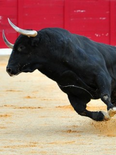 Corridas de toros.