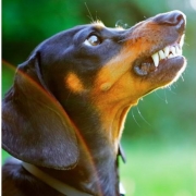 Perro / cobra.