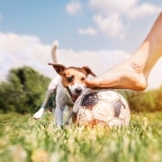 Perro futbolista