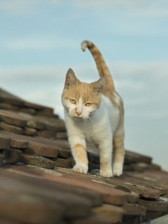 Gato en un techo